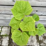 Paulovnia plstnatá (Paulownia tomentosa) ´HULSDONK´ - výška 30-50 cm, kont. C3L (-20°C)